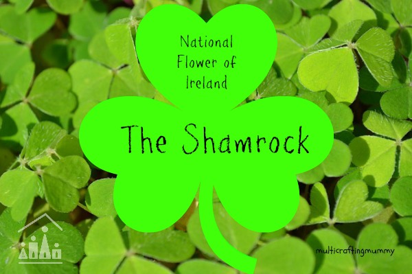 National flower of Ireland the Shamrock
