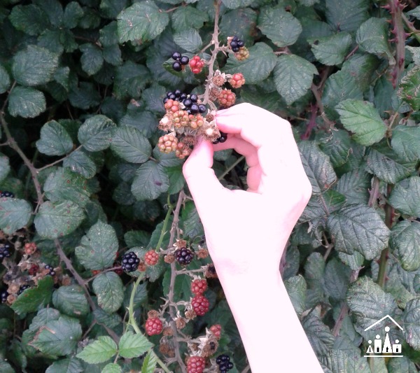 learning through adventure foraging for brambles picking