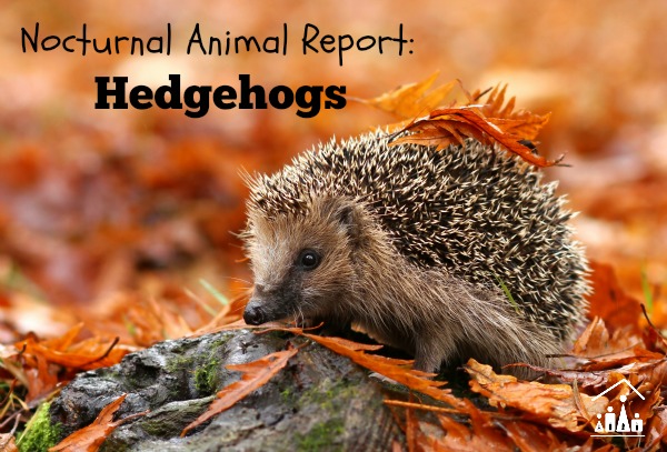 nocturnal animal report hedgehogs 