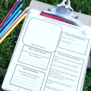 Outdoor Activities for Kids Insect Identification Worksheet