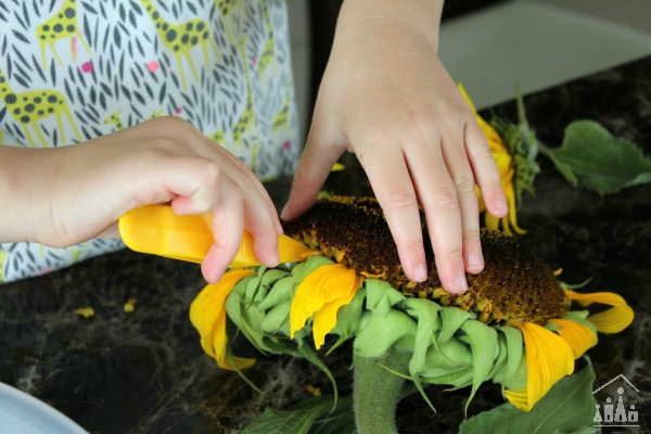 Using fine motor skills tweezers to remove sunflower seeds